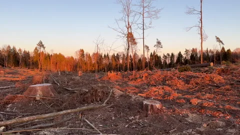 Deforestation and forest clearance. Illegal logging. Forest destruction Stock-Footage 269897017