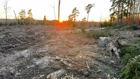 Deforestation and forest clearance. Illegal logging. Forest destruction Stock Footage 269897772