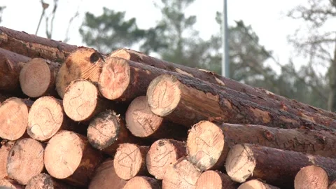 Deforestation and forest destruction concept. Stock Footage 309168066