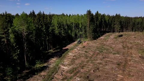 Deforestation and illegal logging in forest. Cutting trees. ​Stacks of cut wood. Stock-Footage 156612614