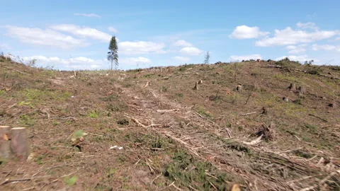 Deforestation and illegal logging in forest. Cutting trees. ​Stacks of cut wood. 스톡 동영상 156612659