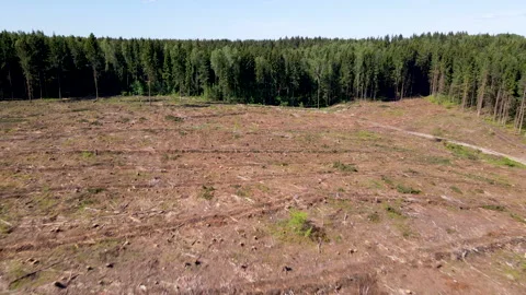 Deforestation and illegal logging in forest. Cutting trees. ​Stacks of cut wood. 스톡 동영상 156613359