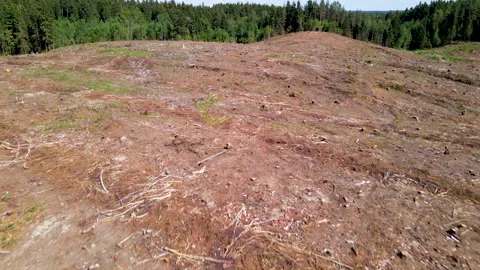 Deforestation and illegal logging in forest. Cutting trees. ​Stacks of cut wood. 스톡 동영상 156613391