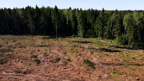 Deforestation and illegal logging in forest. Cutting trees. ​Stacks of cut wood. Stock-Footage 156613485
