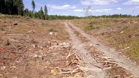 Deforestation and illegal logging in forest. Cutting trees. ​Stacks of cut wood. Stockbeeldmateriaal 156614253