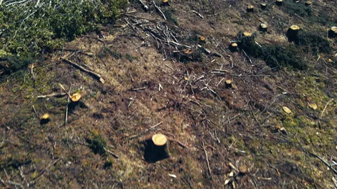 Deforestation and illegal logging in forest. Cutting trees. ​Stacks of cut wood. Видео 156615439