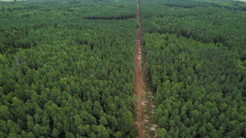 Deforestation and illegal logging in forest. Cutting trees. Vídeos de archivo 161420728