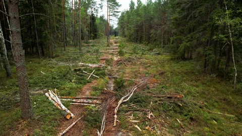 Deforestation and illegal logging in forest. Cutting trees. Video stock 161420748