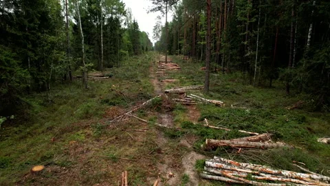 Deforestation and illegal logging in forest. Cutting trees. Stock Footage 161420802