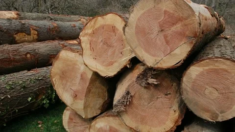 Deforestation and illegal logging in forest. Cutting trees. ​Stacks of cut wood. Stock Footage 237425741