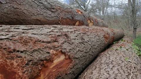 Deforestation and illegal logging in forest. Cutting trees. ​Stacks of cut wood. Stock Footage 237425749