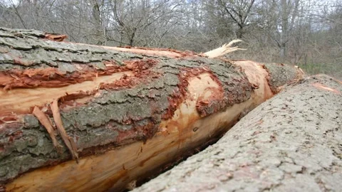 Deforestation and illegal logging in forest. Cutting trees. ​Stacks of cut wood. Stock Footage 237425750