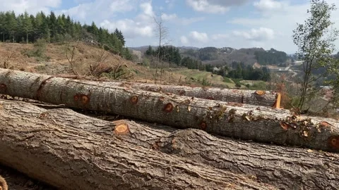 Deforestation and illegal logging in forest. Cutting trees. ​Stacks of cut wood. Stock Footage 237426335