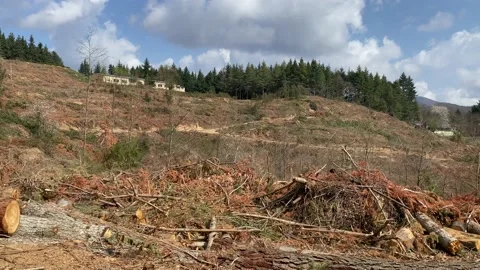 Deforestation and illegal logging in forest. Cutting trees. ​Stacks of cut wood. Stock Footage 237426342