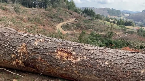 Deforestation and illegal logging in forest. Cutting trees. ​Stacks of cut wood. Stock Footage 237426379