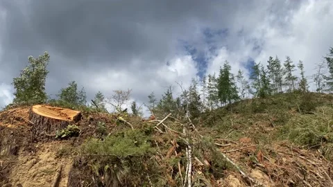 Deforestation and illegal logging in forest. Cutting trees. ​Stacks of cut wood. Stock Footage 237426380