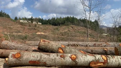 Deforestation and illegal logging in forest. Cutting trees. ​Stacks of cut wood. Stock Footage 237426717