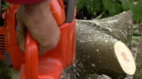 Deforestation and industrial logging in forest amazon. People with chainsaws and 스톡 동영상 336569905