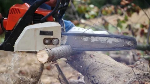 Deforestation and industrial logging in forest amazon. People with chainsaws and Stock-Footage 336570655