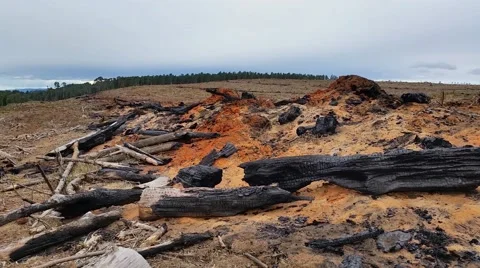 Deforestation and logging Stock Footage 39973845