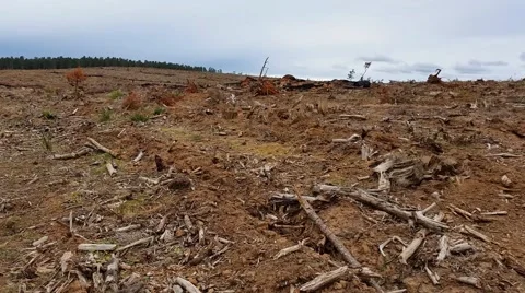 Deforestation and logging Stock Footage 39973848