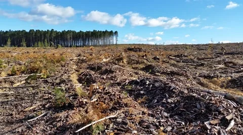 Deforestation and logging Stock Footage 43713275