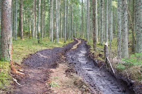 Deforestation and logging, forest clearing, timber removal. Stock Photos