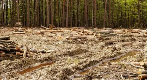 Deforestation and logging Stock Photos