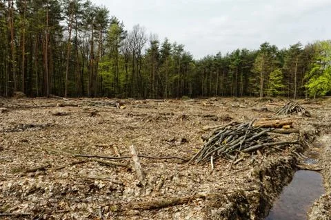 Deforestation and logging Stock Photos