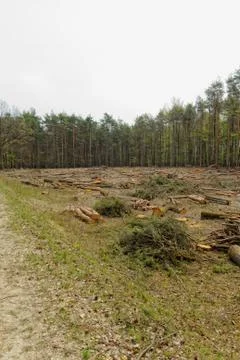 Deforestation and logging Stock Photos