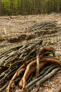 Deforestation and logging Stock Photos