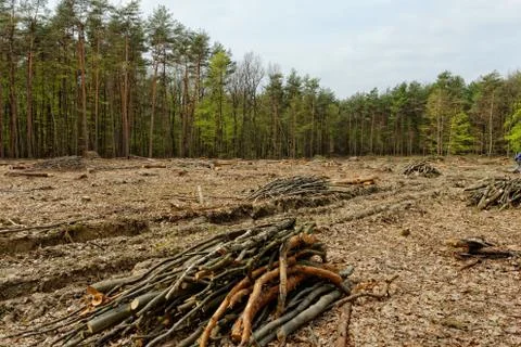 Deforestation and logging Stock Photos