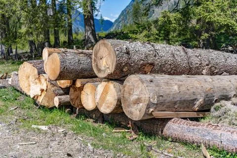 Deforestation and logging. Stack of cut wood. Wood log, timber logging. Harvest Stock Photos