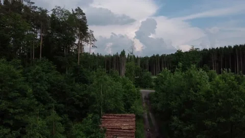 Deforestation and planting new trees Stock Footage 155596522