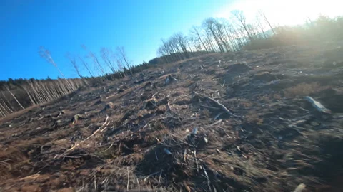 Deforestation area, FPV drone flying slow motion Stock Footage 126103130