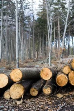 Deforestation area with stack of logs in forest. Foto stock
