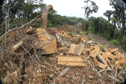 Deforestation in the Atlantic Forest Stock Photos
