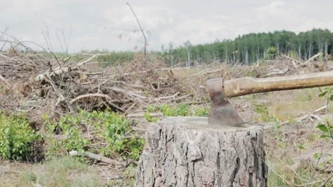 Deforestation, the axe on the stump Stock Footage 92053146