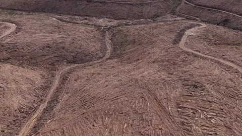 Deforestation of a big patch of nature. Stock Footage 337928805