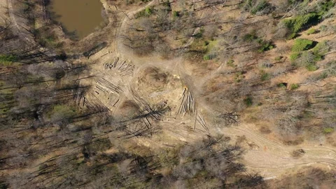 Deforestation from a bird's eye view Video stock 170781289