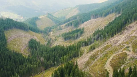 Deforestation from a bird's eye view Stock Footage 171446840