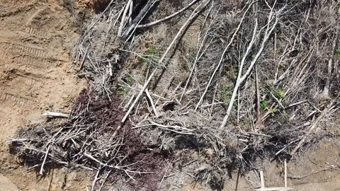 Deforestation in Borneo Vídeos de archivo 90809904