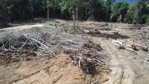 Deforestation in Borneo 스톡 동영상 90986947