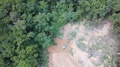 Deforestation in Borneo Stock-Footage 90987266
