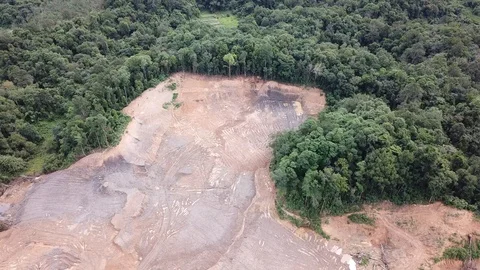 Deforestation in Borneo Vídeos de archivo 90987381