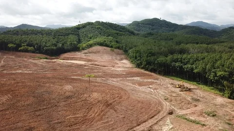 Deforestation in Borneo Vídeos de archivo 91373305