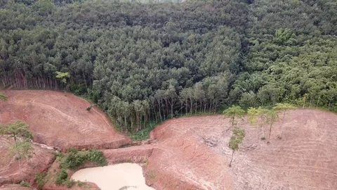 Deforestation in Borneo Vídeos de archivo 91613596
