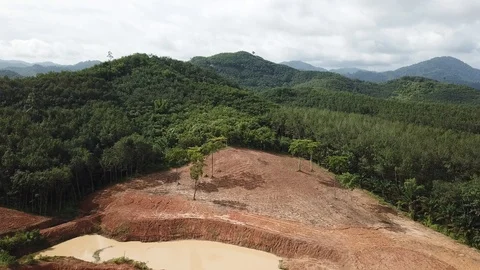 Deforestation in Borneo Stock Footage 91613617