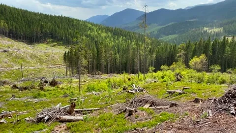 Deforestation of Carpathian Mountains 1 Stock Footage 146938471