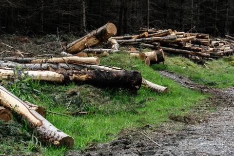 Is deforestation. Carvel pines lie on the plot. Timber harvesting in the 写真素材